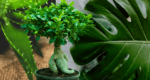 FIori-Articolo