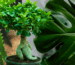 FIori-Articolo