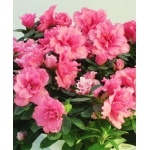 Azalea
