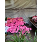Azalea - immagine 3
