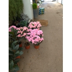 Azalea - immagine 2