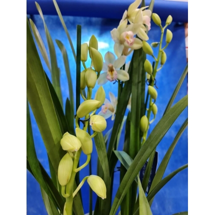 Cymbidium 80cm