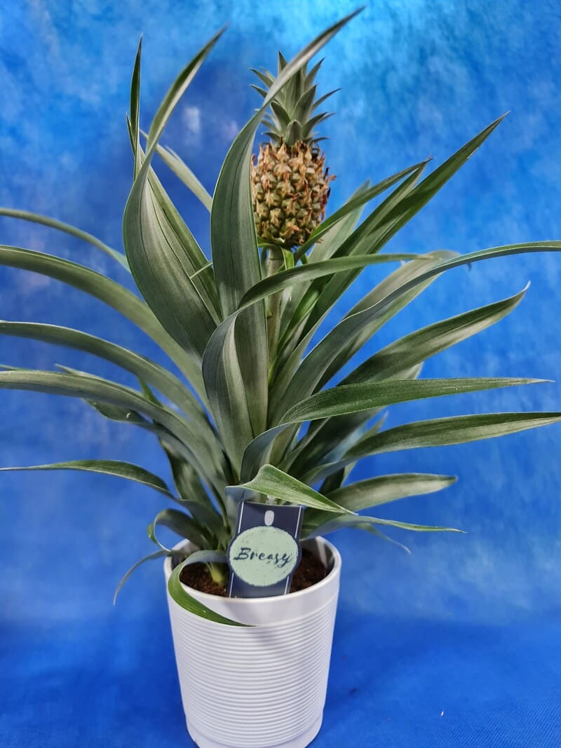 ananas-con-porta-vaso-20E.jpg Ananas con porta vaso - immagine 1