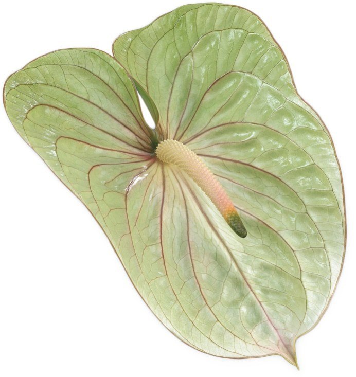anthurium_verde.jpg Anthurium - immagine 1