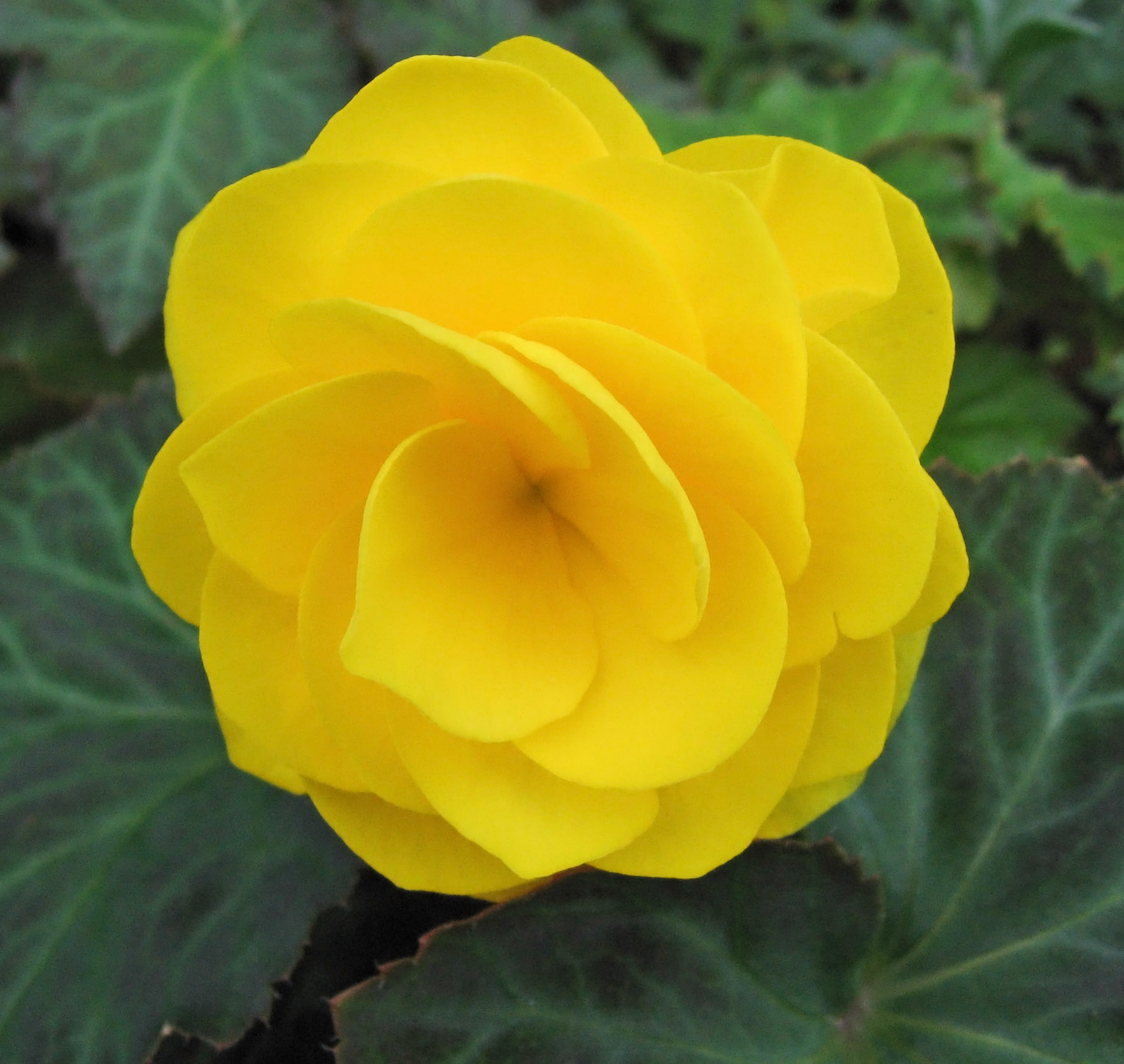 begonia.jpg begonia - immagine 1