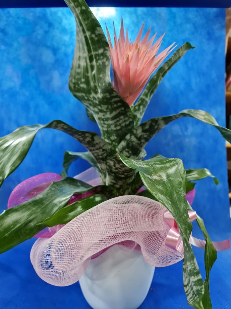 bilbergia-18-E.jpg Bilbergia - immagine 1