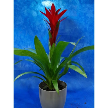 Bromelia