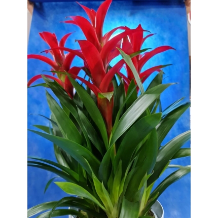 Bromelia 3 rami
