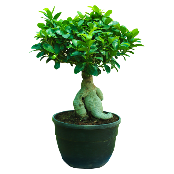 ficus_bonsai_small_size.png Ficus Retusa (Dimensioni varie) - immagine 1