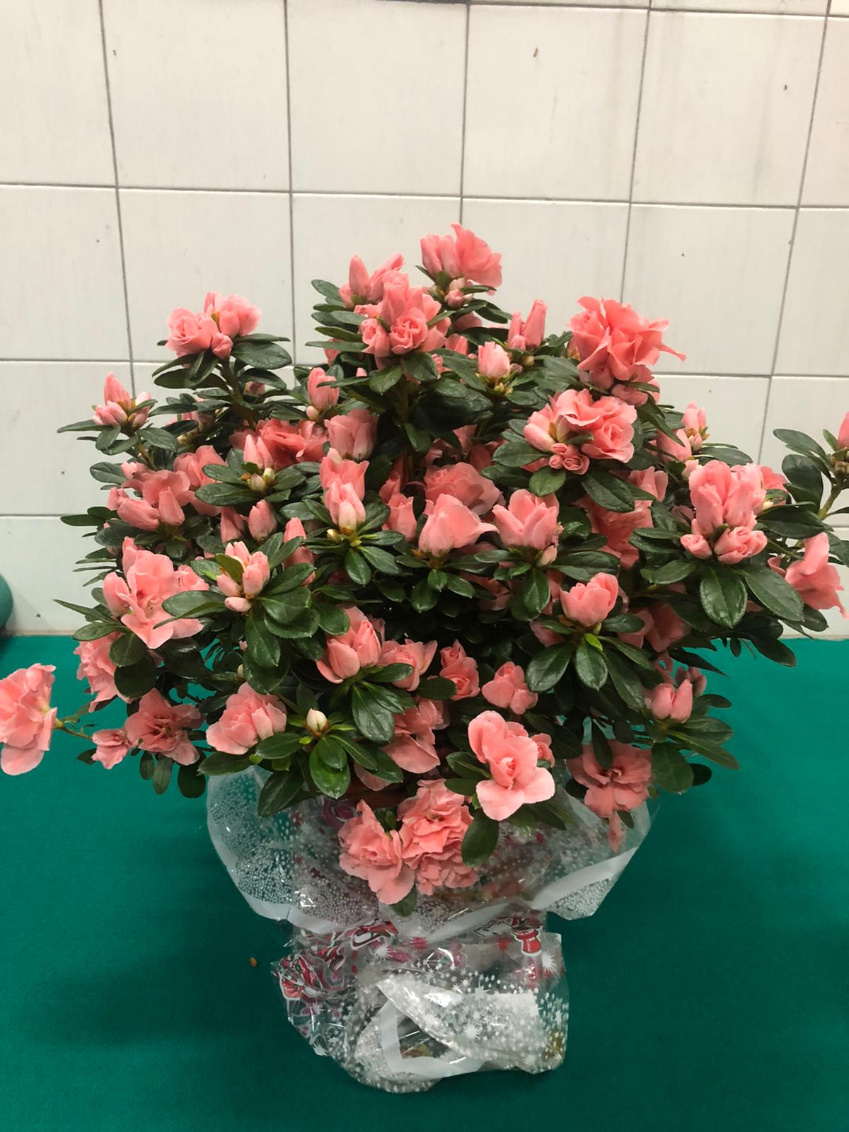 fiori-anna-azalee-1.jpeg Azalea - immagine 1