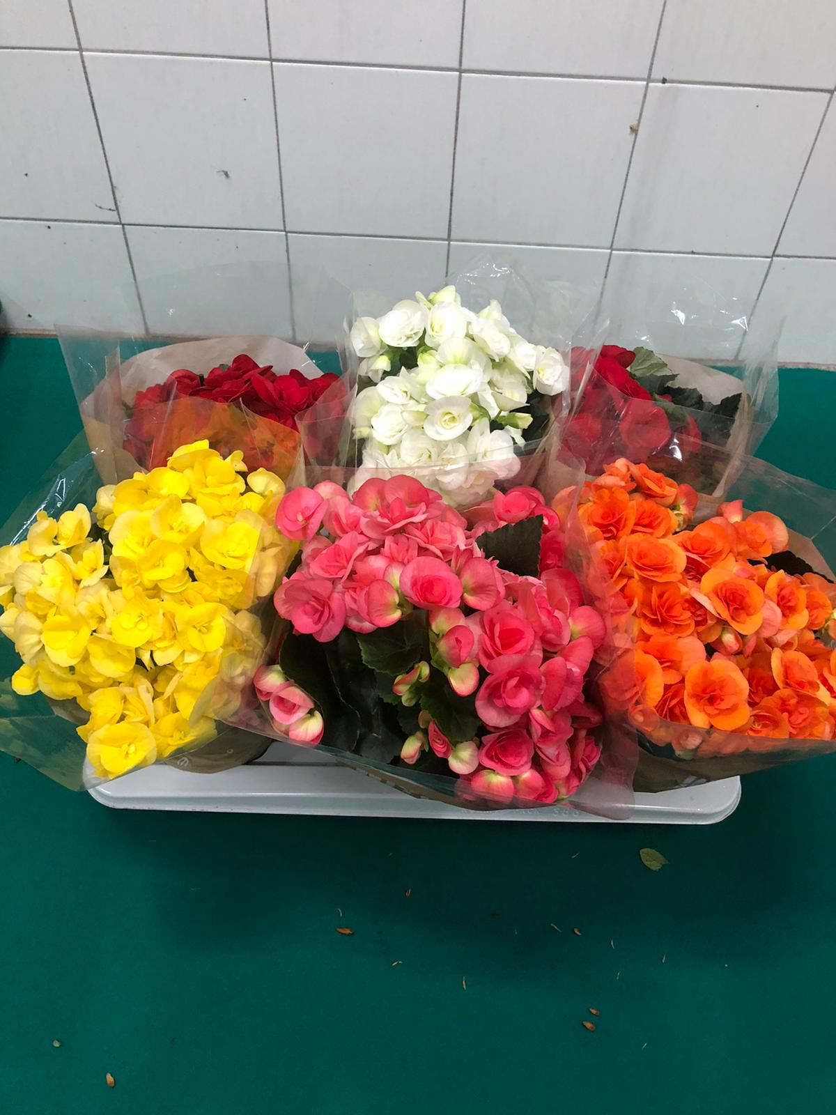 fiori-anna-begonie-1.jpeg Begonie - immagine 1