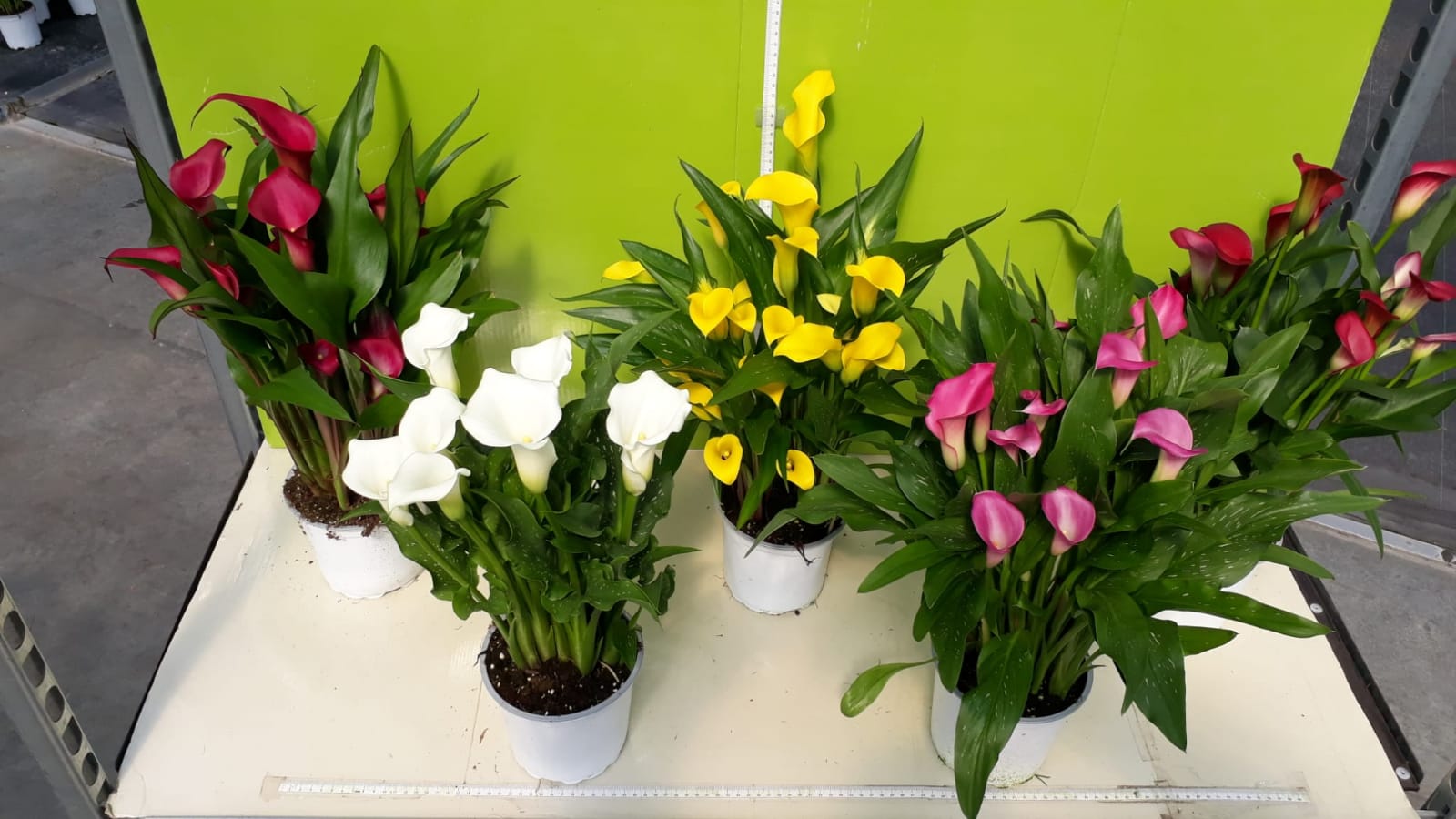 fiori-anna-calle-1.jpeg Calle - immagine 1