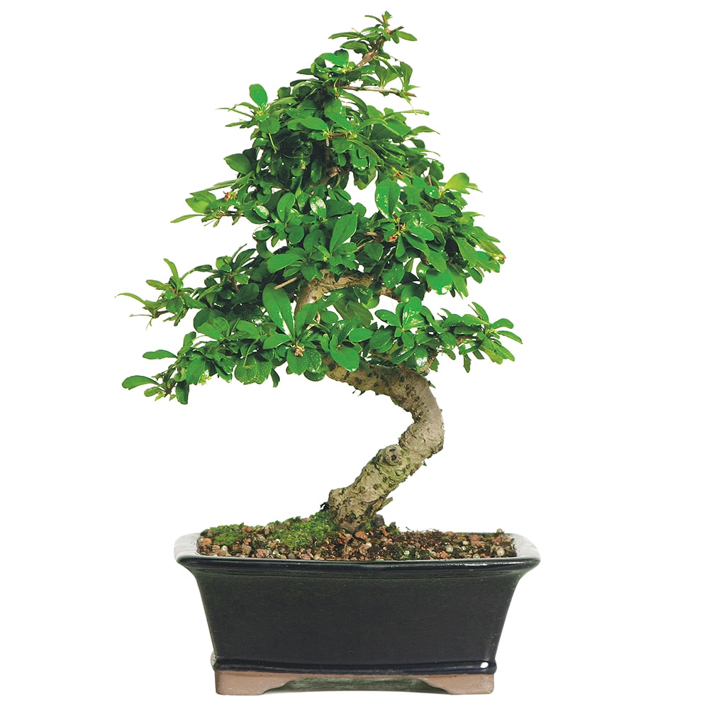 fukien-tea-medium-indoor-bonsai-ct0116ft__99376.1480631164.jpg Carmona (Dimensioni varie) - immagine 1