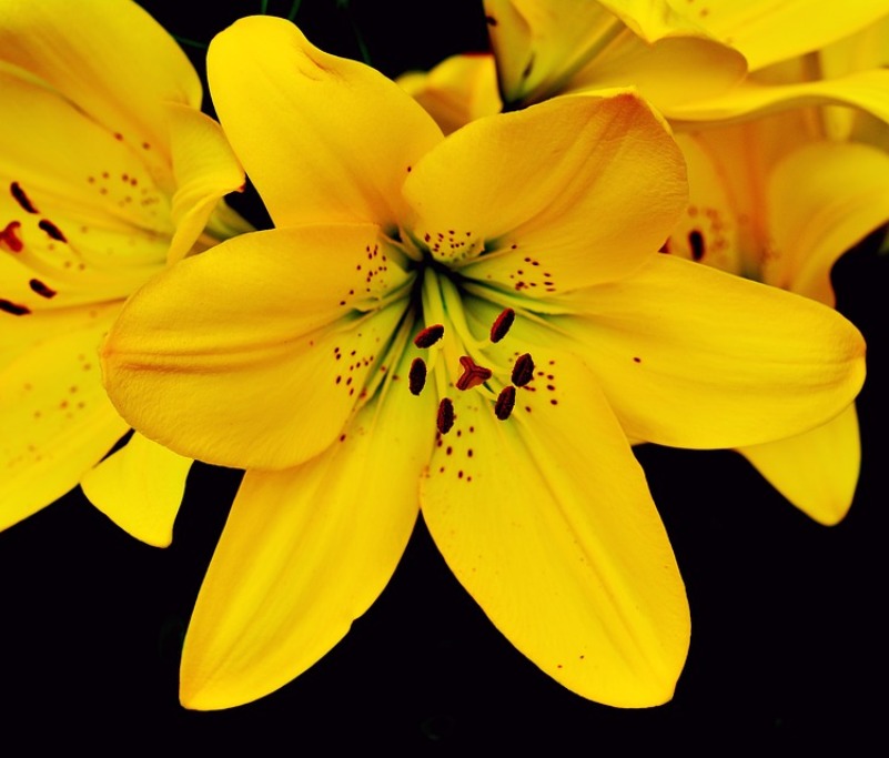lily-2459044_960_720.jpg Giglio - immagine 1