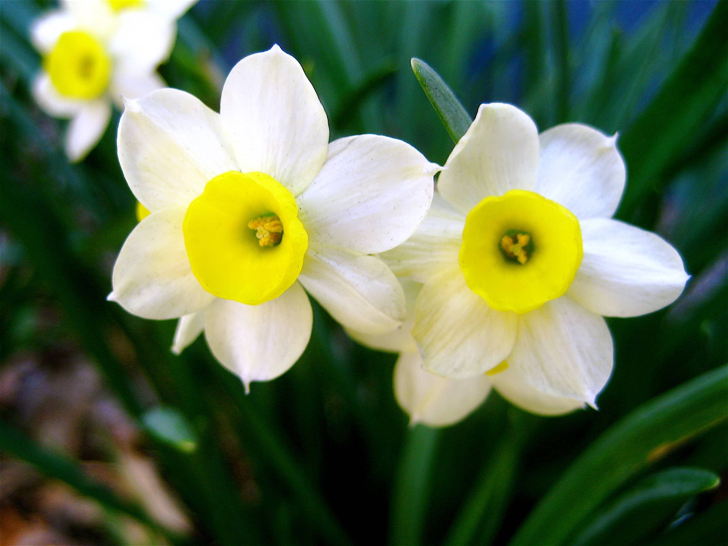 narciso.jpg Narciso - immagine 1