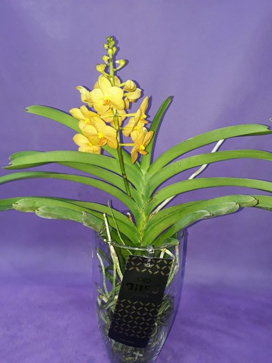 orchidee-Vanda-002.jpeg Orchidee Vanda-0002 - immagine 1