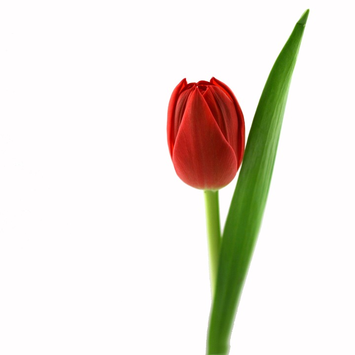 tulip-1029192_960_720.jpg Tulipano (Colori varie) - immagine 1